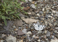 Checkered White 2122